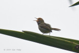 Tailorbird, Olive-backed @ Cibodas