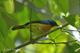Sunbird, Ruby-cheeked (male) @ Halimun