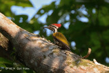 Flameback, Common (male) @ Carita