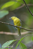 Iora, Common @ Carita