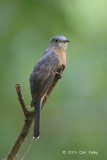 Cuckoo, Rusty-breasted @ Bidadari