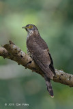 Cuckoo, Large Hawk (juv) @ Bidadari