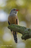 Cuckoo, Plaintive (male) @ Pasir Ris Park