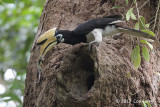 Hornbill, Oriental Pied (male) @ SBG
