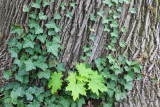 Tree closeup