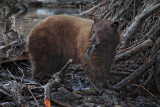 Local Bears Go Fishing