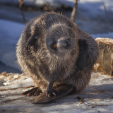 Beaver Antics