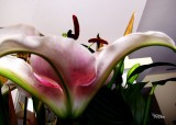 STILL LIFE