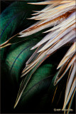 Animal Parts