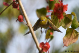 Japanese White-eye DSC_7649