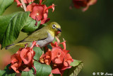 Japanese White-eye DSC_9132