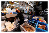 Tsukiji Fish Market - Tokyo 49