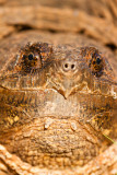 Reptiles