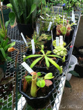 Carnivorous plants