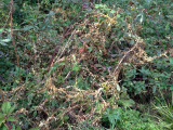Cuscuta rostrata: Beaked Dodder