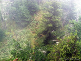 View from Clingman's Dome observation tower