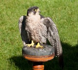 D3_2173 Peregrine Falcon.jpg