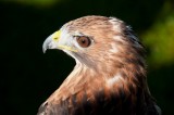 D3_2169 Red Tailed Hawk.jpg