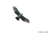 (Hieraaetus kienerii)Rufous-bellied Hawk-eagle