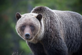 20130513_Alberta BC_0342.jpg