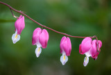 20130526_Country Garden_0047.jpg