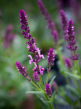 20130526_Country Garden_0040.jpg