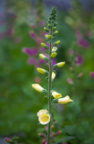 20130526_Country Garden_0083.jpg