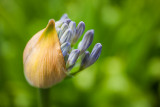 20150627_Shore Acres Gardens_0361.jpg