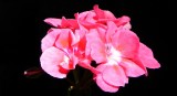 Geranium