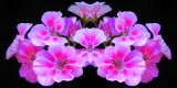Sweet Pink Posse