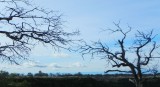5 Trees