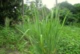 A NATUREZA NO SITIO IMG_1685.JPG