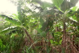 A NATUREZA NO SITIO. IMG_1697.JPG
