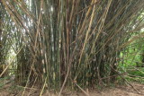 BAMBOO IMG_1703.JPG