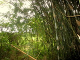 BAMBOO IMG_1707.JPG