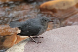 American Dipper