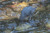 American Dipper