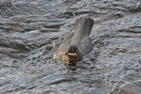American Dipper