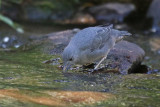 American Dipper