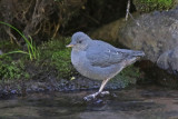 American Dipper