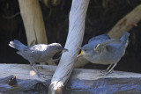 American Dippers