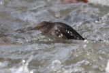 American Dipper