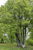 La campagne danoise / The Danish countryside
