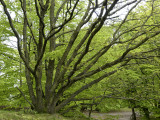 La campagne danoise / The Danish countryside