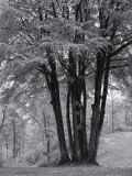La campagne danoise / The Danish countryside