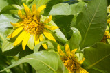 Mule Ears (Wyethia)
