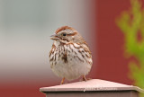 Bruant chanteur / Song Sparrow