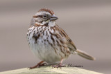 Bruant chanteur / Song Sparrow Full- Frame