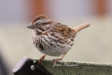 Bruant chanteur / Song Sparrow