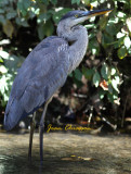 Grand Héron Great Blue Héron